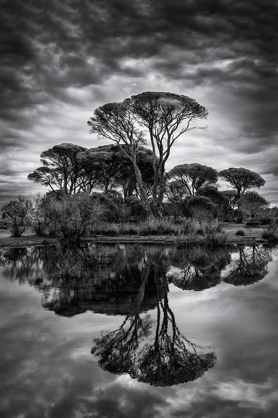 Life Of A Tree By George Digalakis