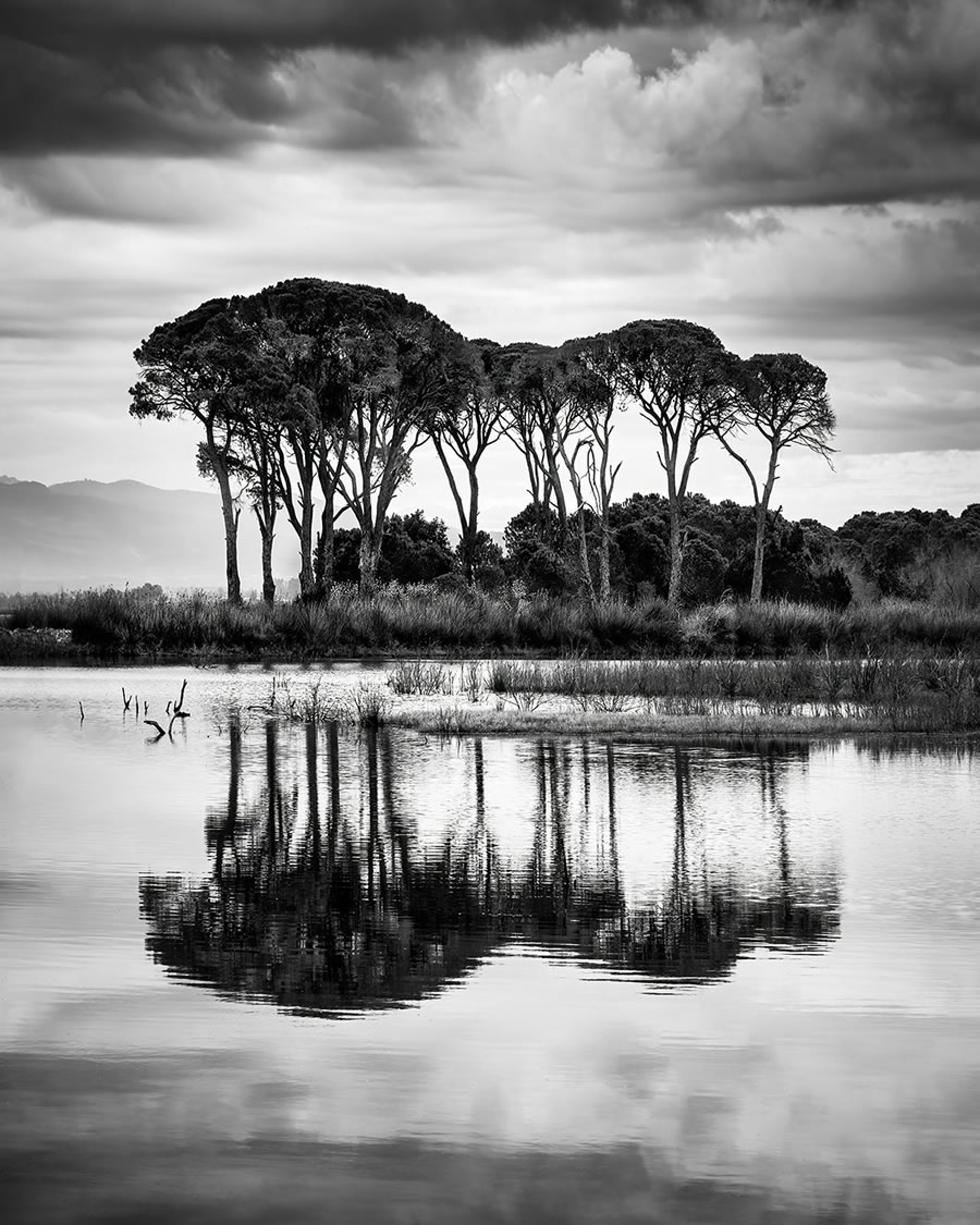 Life Of A Tree By George Digalakis