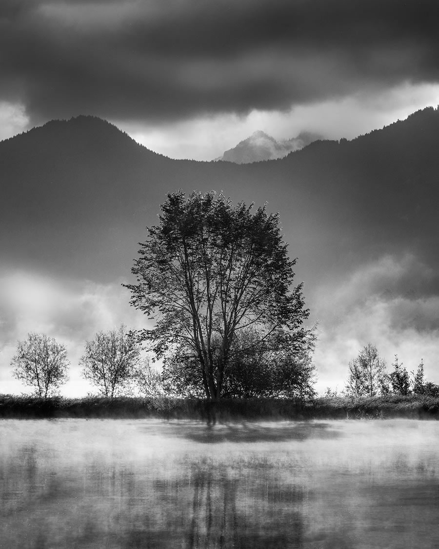 Life Of A Tree By George Digalakis