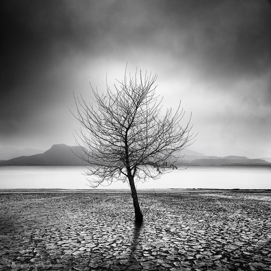 Life Of A Tree By George Digalakis