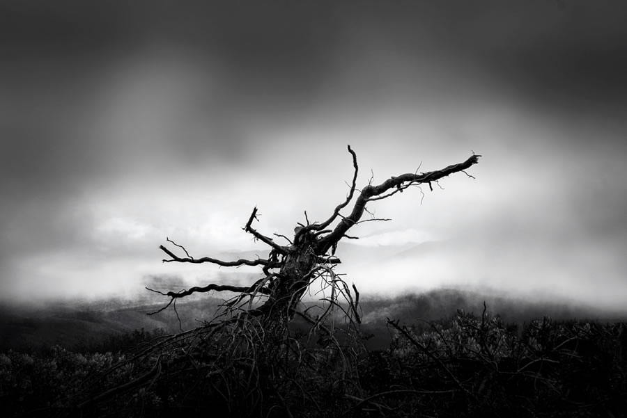 Life Of A Tree By George Digalakis