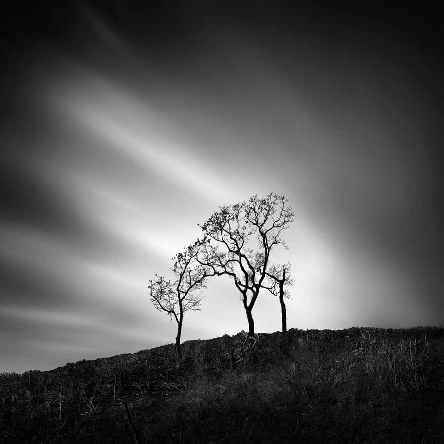 Life Of A Tree By George Digalakis