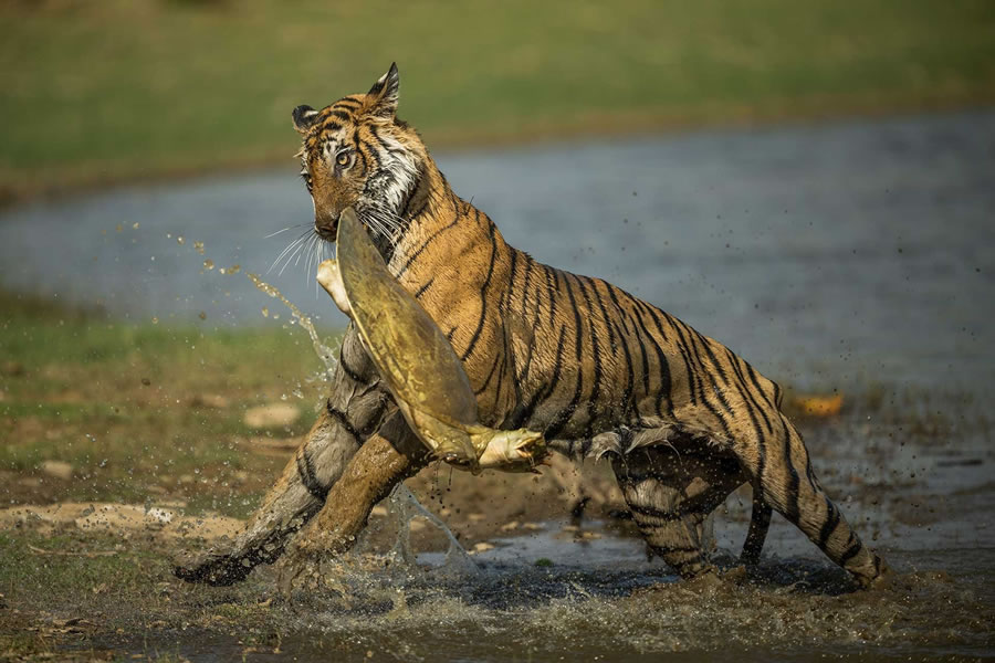 2023 Nature inFocus Photography Awards