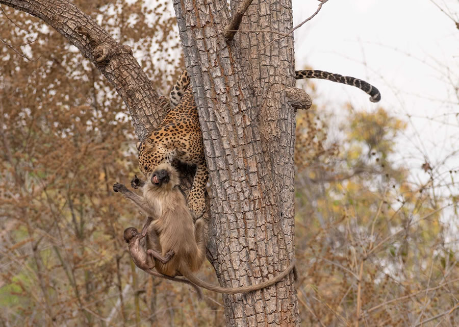 2023 Nature inFocus Photography Awards