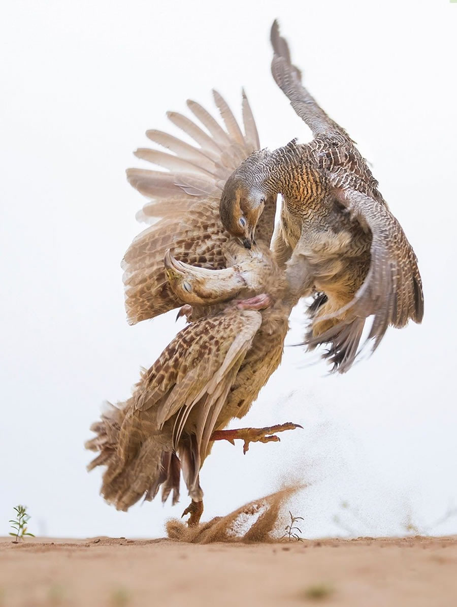 2023 Nature inFocus Photography Awards