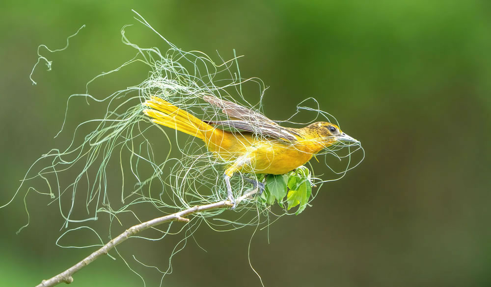 Audubon Photography Awards 2023