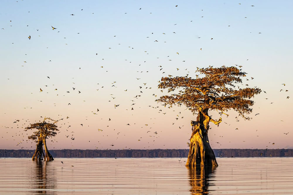 Audubon Photography Awards 2023