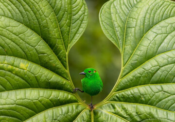 Bird Photographer Of The Year 2023