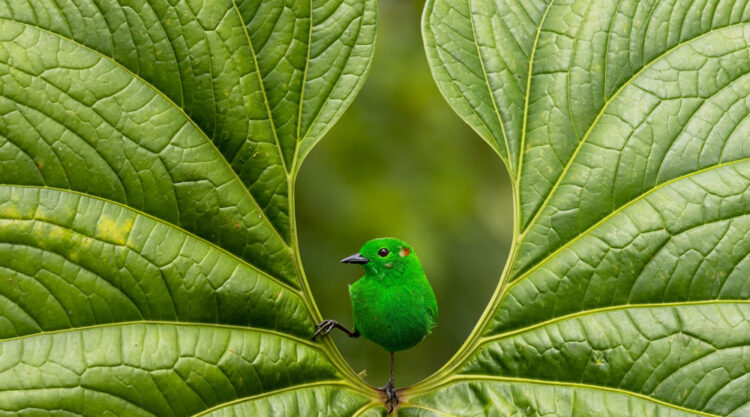 Bird Photographer Of The Year 2023