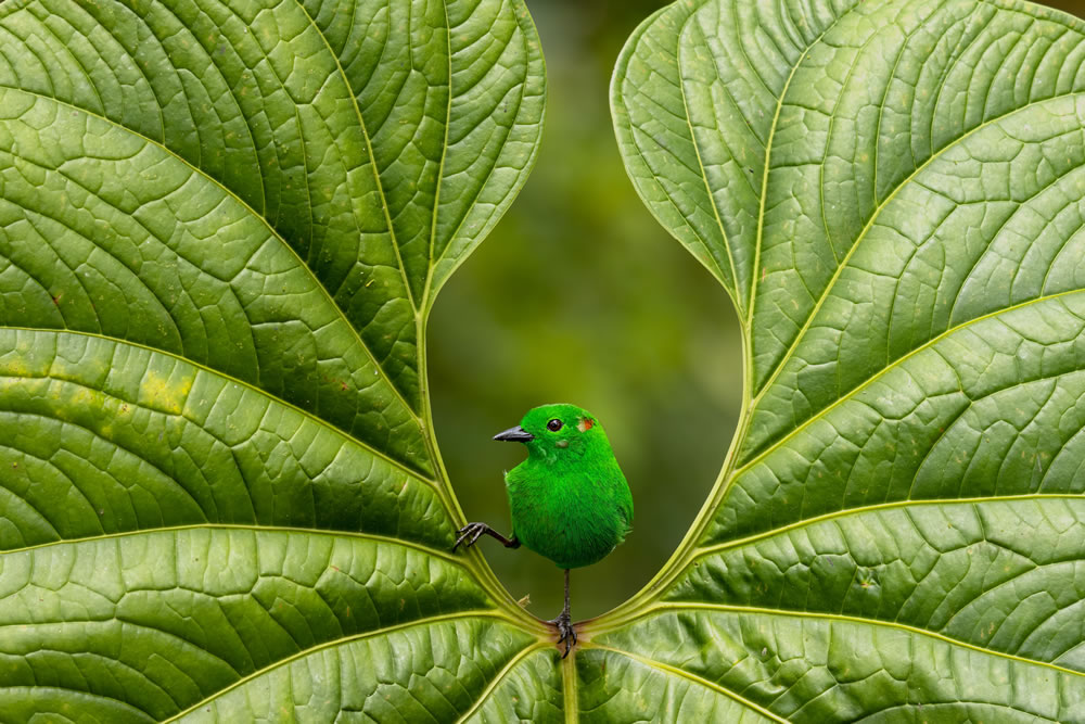 Bird Photographer Of The Year 2023 Winners