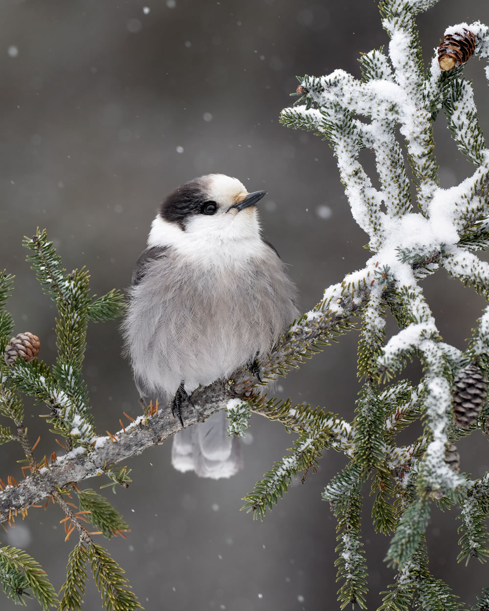 Bird Photographer Of The Year 2023 Winners