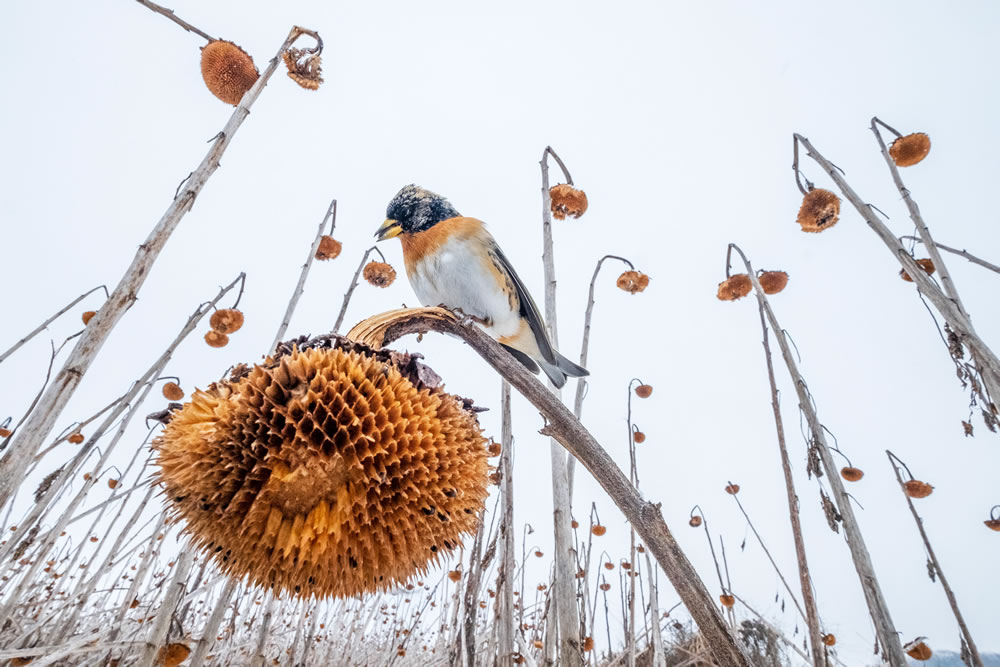 Bird Photographer Of The Year 2023 Winners