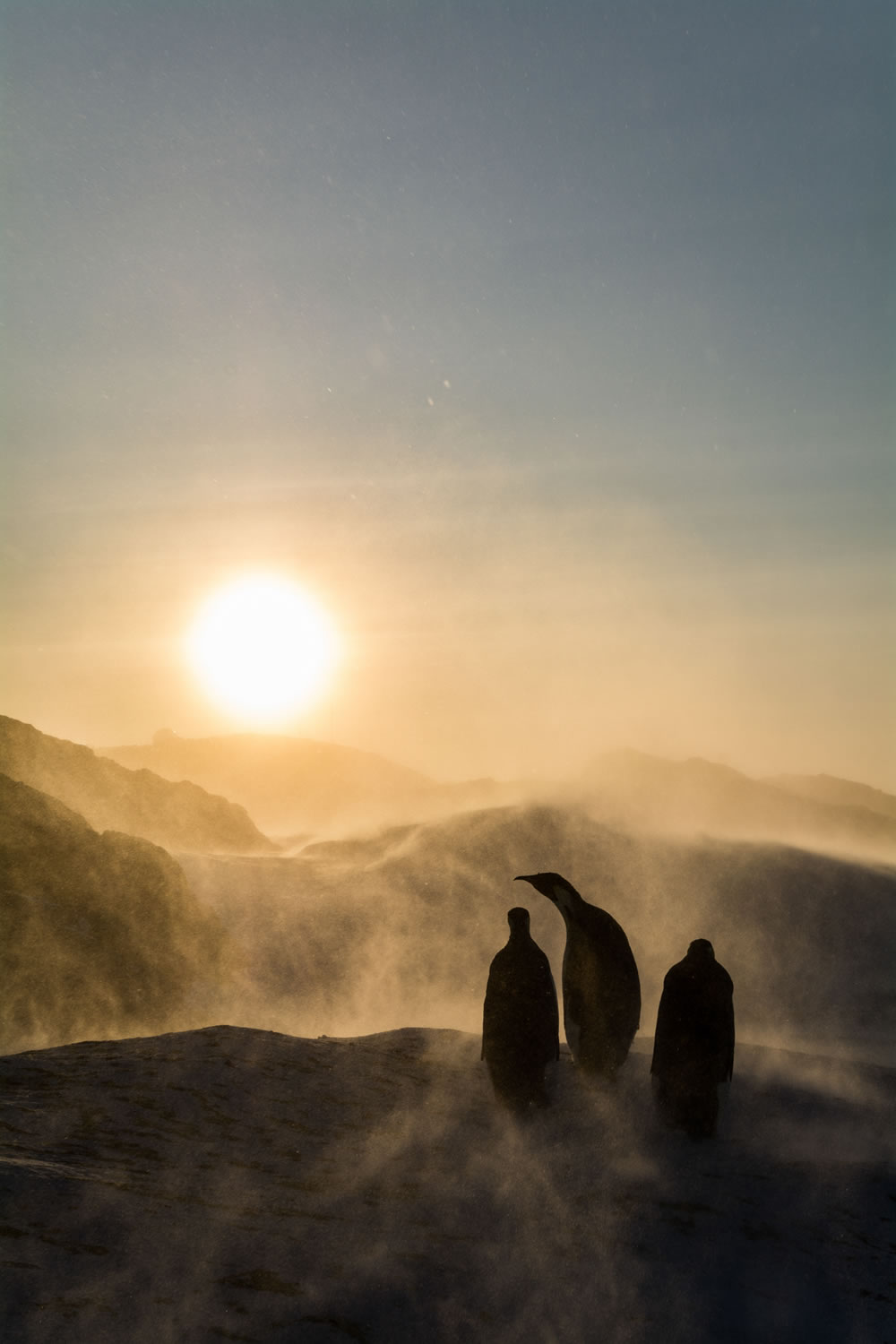 Bird Photographer Of The Year 2023 Winners