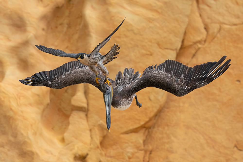 Bird Photographer Of The Year 2023 Winners