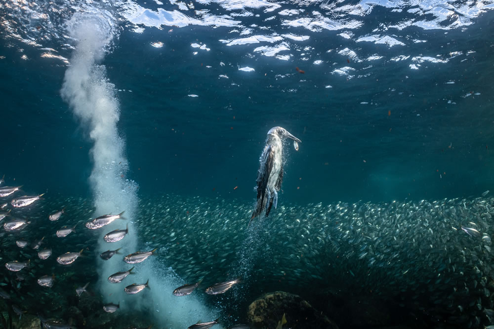 Bird Photographer Of The Year 2023 Winners