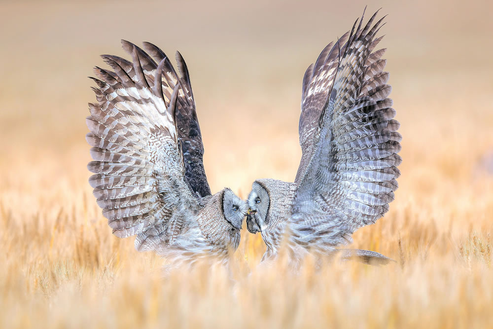 Bird Photographer Of The Year 2023 Winners