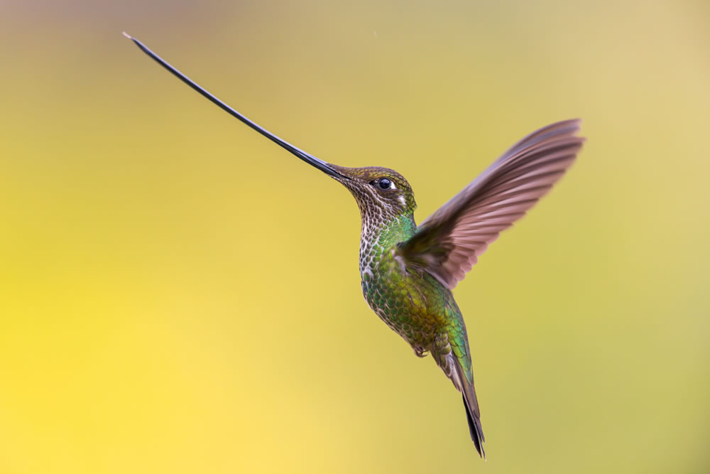 Bird Photographer Of The Year 2023 Winners