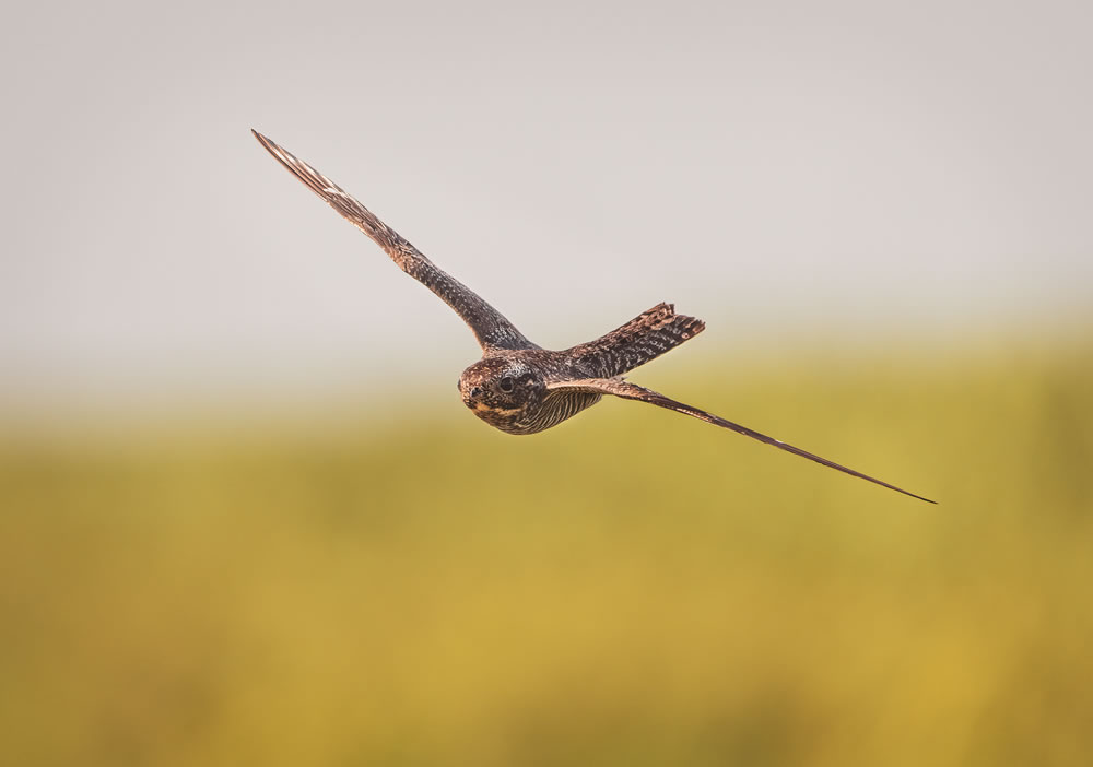 Bird Photographer Of The Year 2023 Winners