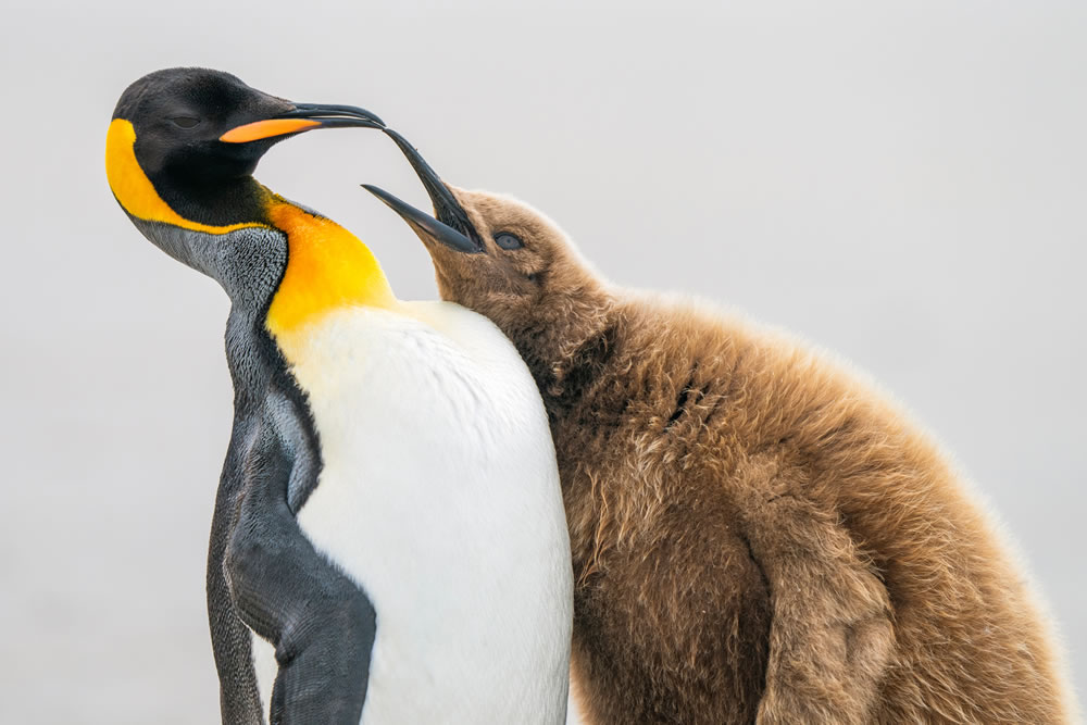 Bird Photographer Of The Year 2023 Winners