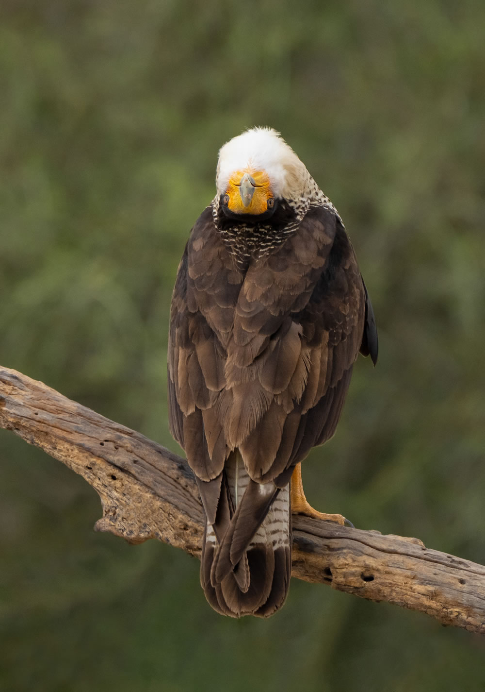 Bird Photographer Of The Year 2023 Winners