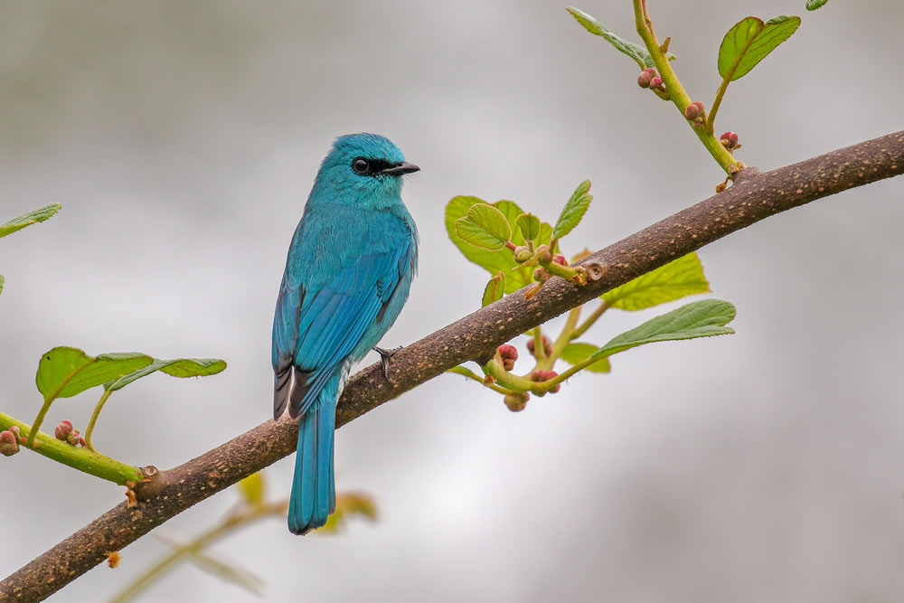 Bird Photographer Of The Year 2023 Winners