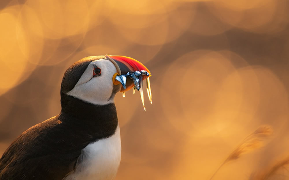 Bird Photographer Of The Year 2023 Winners