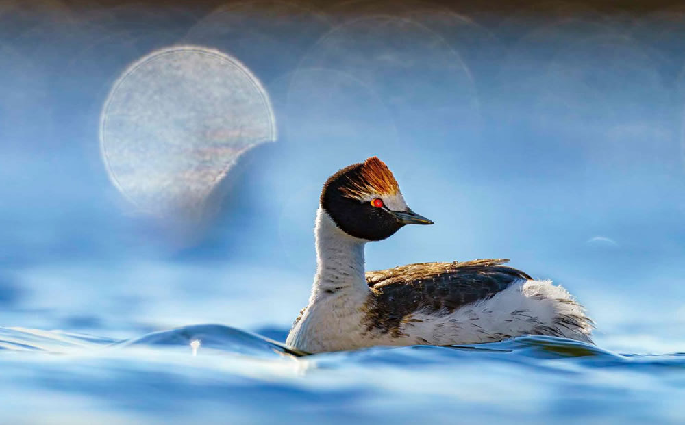 Bird Photographer Of The Year 2023 Winners