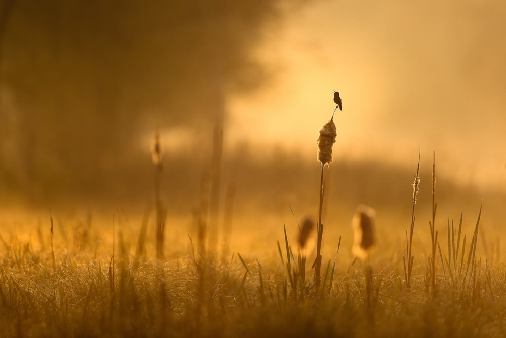 Bird Photographer Of The Year 2023 Winners