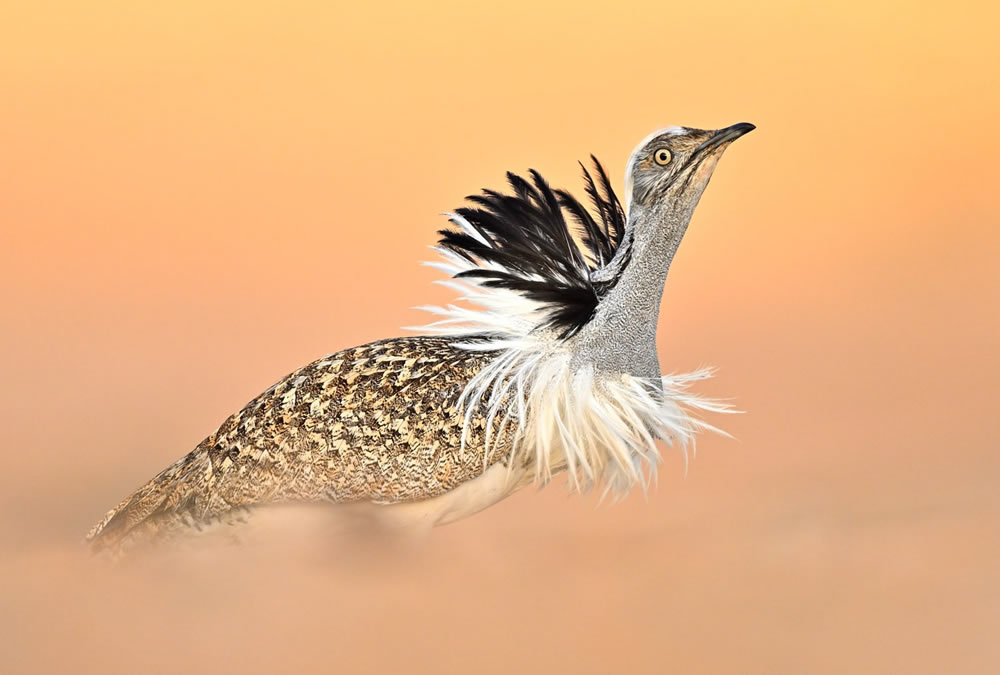 Bird Photographer Of The Year 2023 Winners