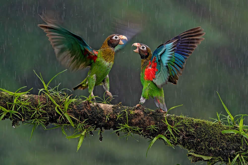 Bird Photographer Of The Year 2023 Winners