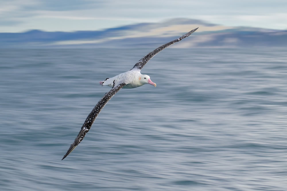 Bird Photographer Of The Year 2023 Winners