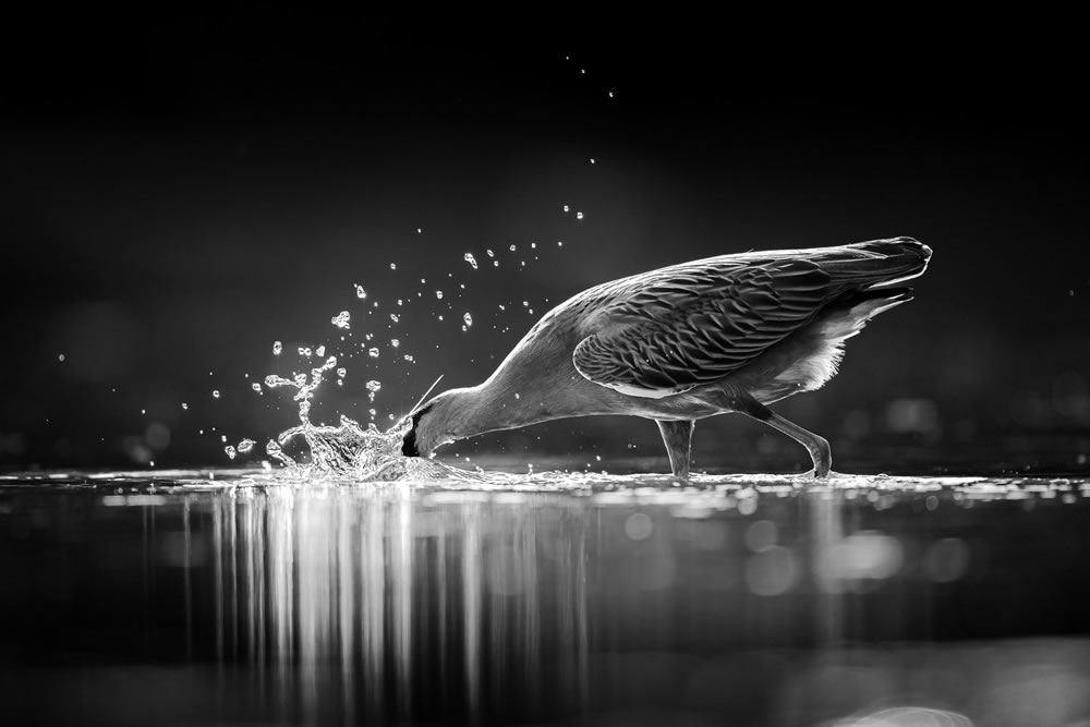 Bird Photographer Of The Year 2023 Winners