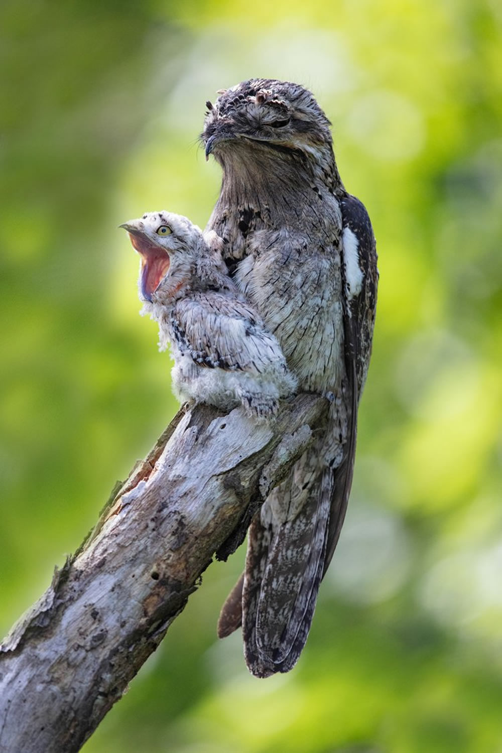 Bird Photographer Of The Year 2023 Winners