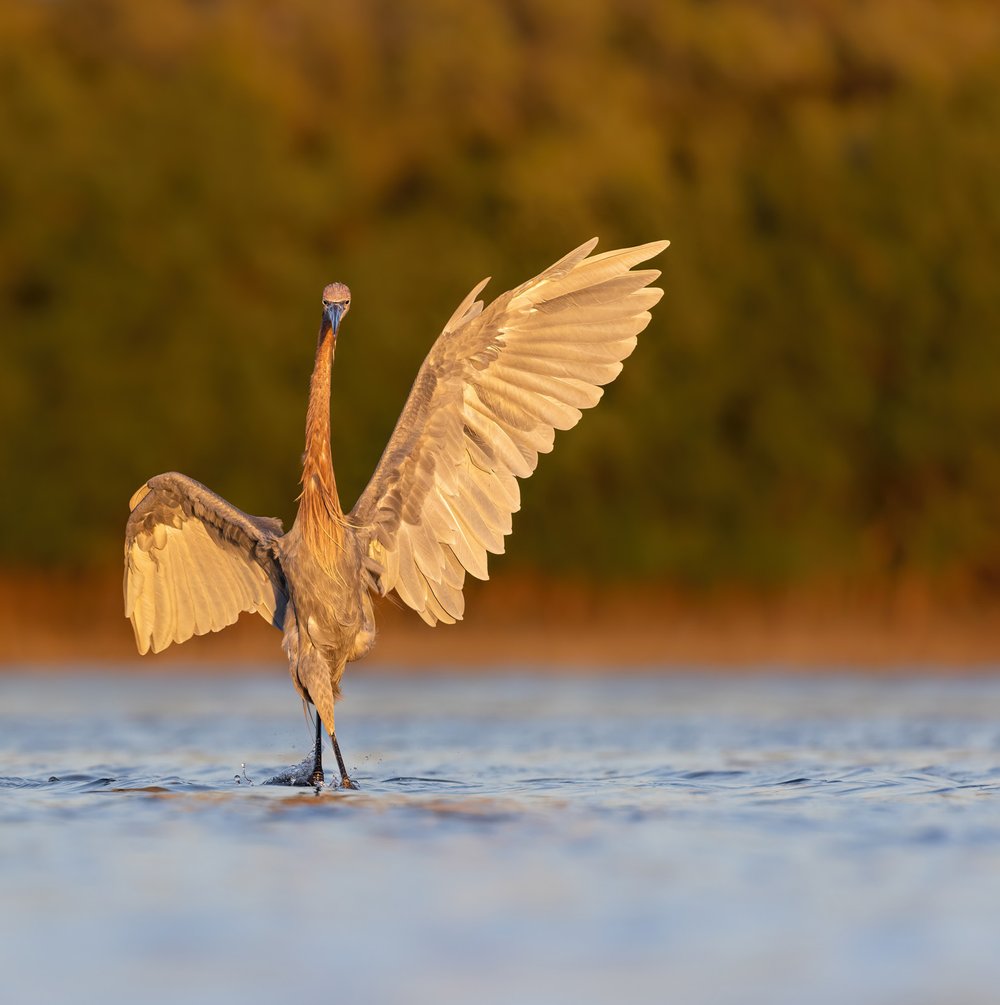 Bird Photographer Of The Year 2023 Winners