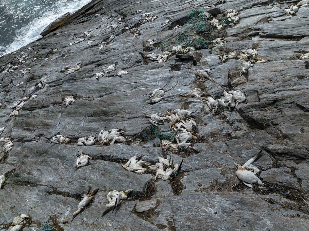 Bird Photographer Of The Year 2023 Winners