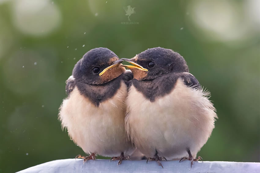 Breathtaking Bird Photos By Roeselien Raimond