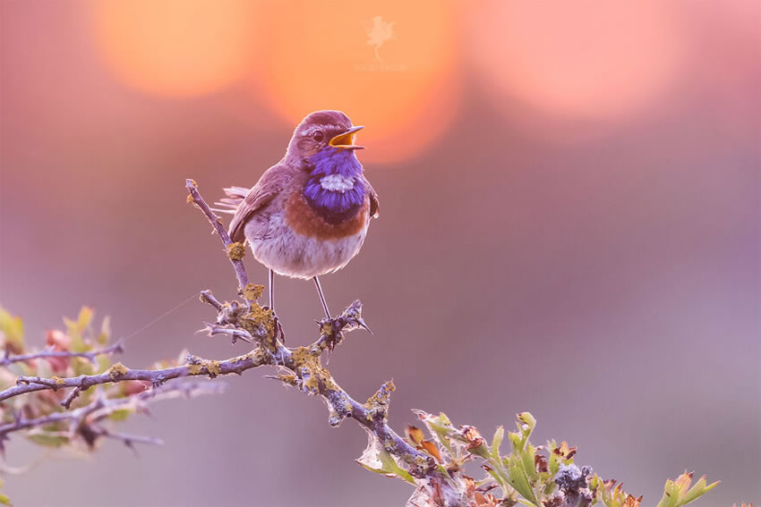 Breathtaking Bird Photos By Roeselien Raimond