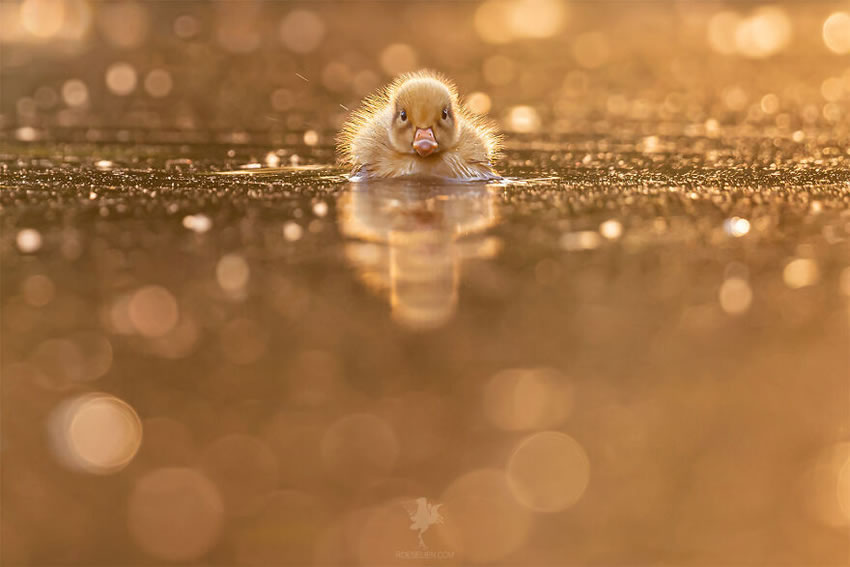 Breathtaking Bird Photos By Roeselien Raimond