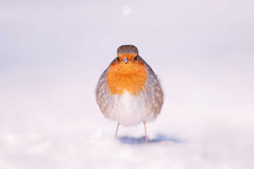 Breathtaking Bird Photos By Roeselien Raimond