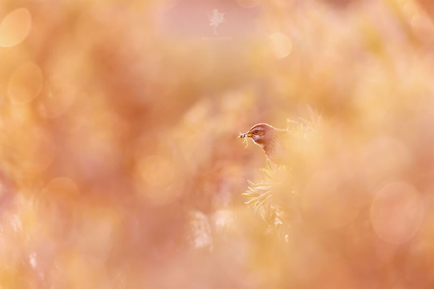 Breathtaking Bird Photos By Roeselien Raimond