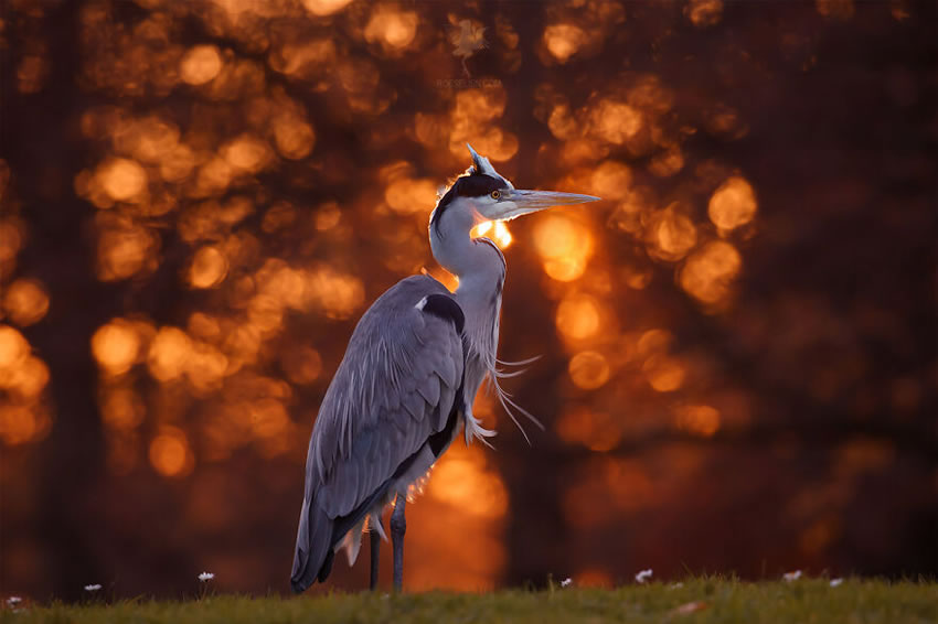 Breathtaking Bird Photos By Roeselien Raimond