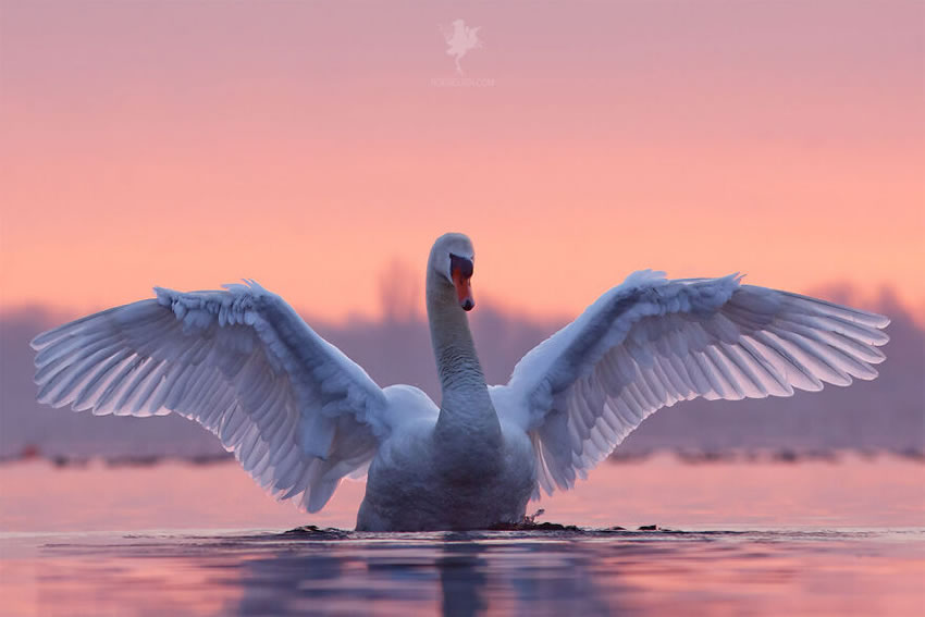 Breathtaking Bird Photos By Roeselien Raimond