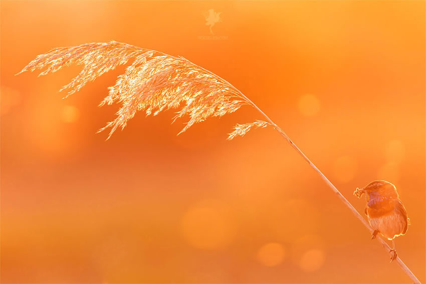 Breathtaking Bird Photos By Roeselien Raimond