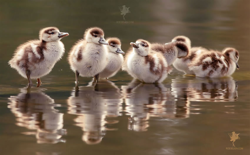 Breathtaking Bird Photos By Roeselien Raimond