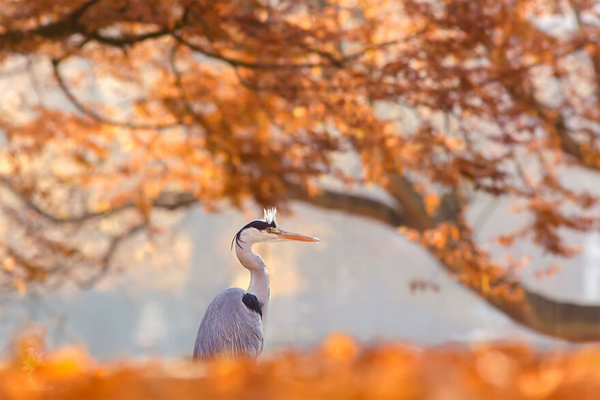 Breathtaking Bird Photos By Roeselien Raimond