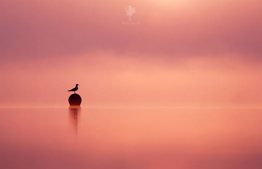 Breathtaking Bird Photos By Roeselien Raimond