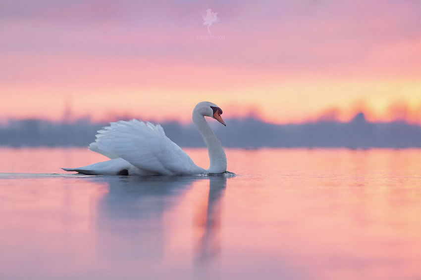 Breathtaking Bird Photos By Roeselien Raimond