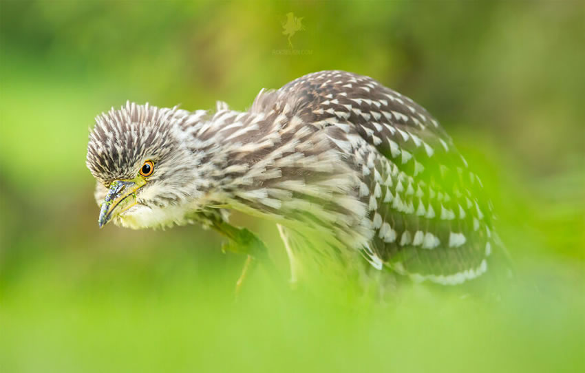 Breathtaking Bird Photos By Roeselien Raimond