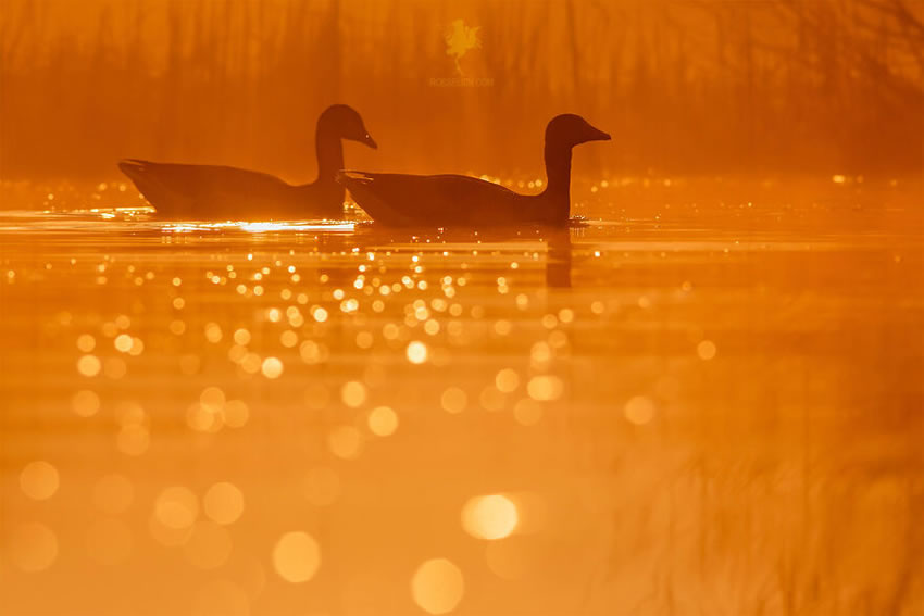 Breathtaking Bird Photos By Roeselien Raimond