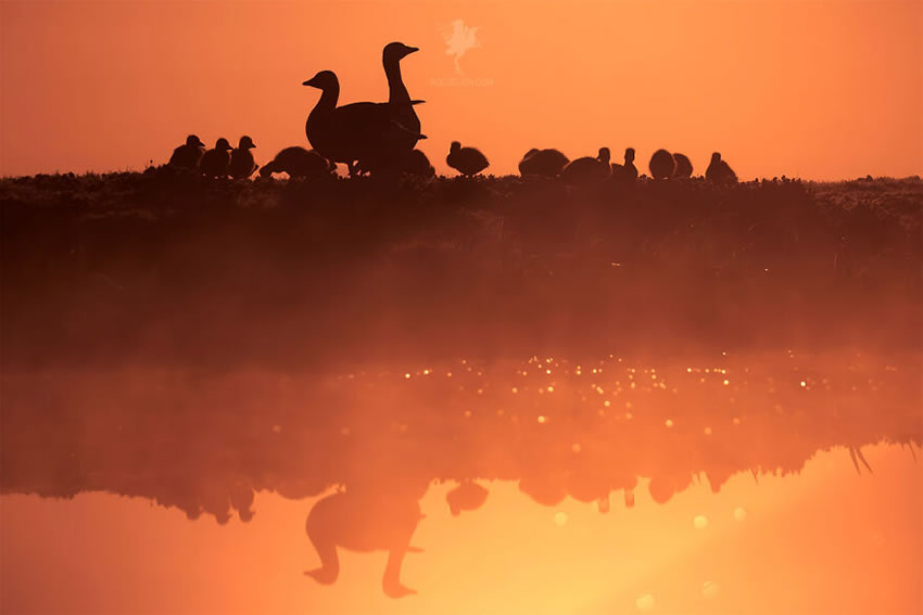 Breathtaking Bird Photos By Roeselien Raimond